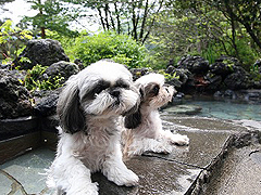 群馬県吾妻郡中之条町四万日向見4362